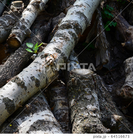 Closeup of firewood from old poplar with rough Closeup of firewood from old poplar with rough 64516673