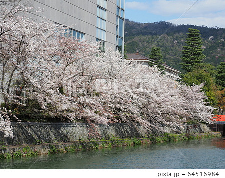 京都 岡崎疏水の桜 京都 岡崎疏水の桜 64516984