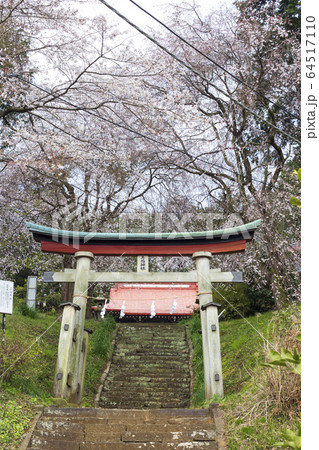 三嶋神社のしだれ桜 (神奈川県伊勢原市) 64517110