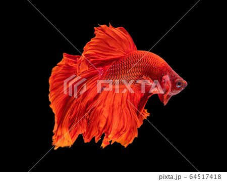 Beautiful betta splendens half moon siamese betta Beautiful betta splendens half moon siamese betta 64517418