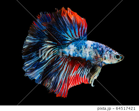 Beautiful betta splendens half moon siamese betta Beautiful betta splendens half moon siamese betta 64517421