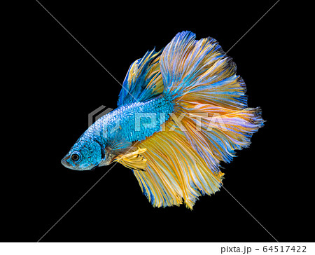 Beautiful betta splendens half moon siamese betta Beautiful betta splendens half moon siamese betta 64517422