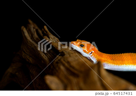Leopard gecko lizard, close up macro. Cute Leopard 64517431