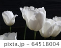 白いチューリップ 64518004
