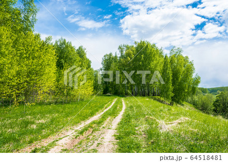Forest road to birch grove. Forest road to birch grove. 64518481