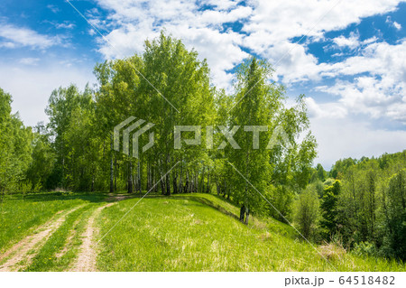 Forest road to birch grove. 64518482