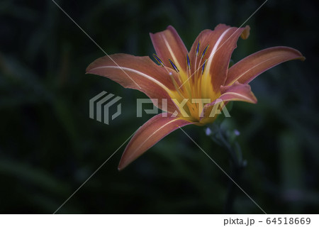 Close-up view of one blooming lily flower 64518669