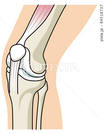膝関節のイラスト素材