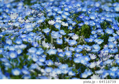 ネモフィラ・青色・白色・四月・快晴・満開 64518739