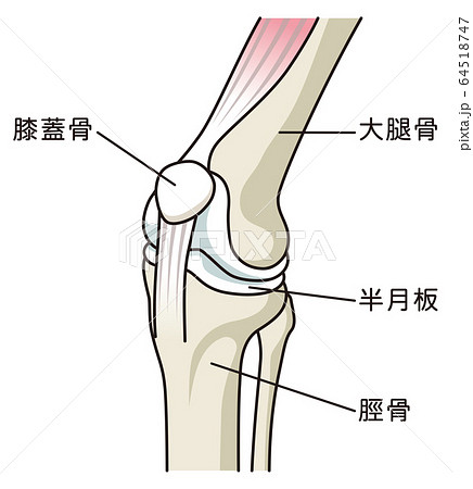 膝関節の構造のイラスト素材