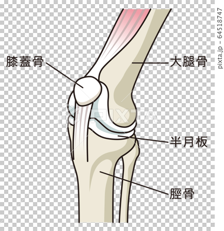 膝關節結構 膝關節結構 64518747