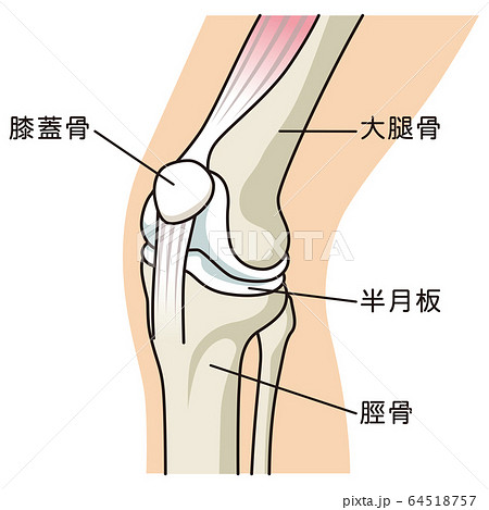 膝関節の構造のイラスト素材