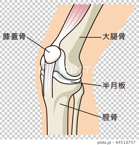 膝関節の構造のイラスト素材