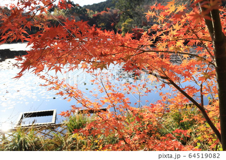 龍安寺の紅葉 64519082