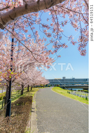 日本の春　瑞光橋公園の桜並木 64519151