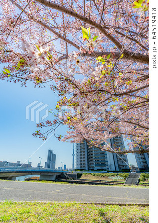 東京の春　瑞光橋公園の桜並木 64519418