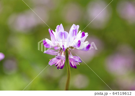 レンゲ草 レンゲ草 64519612