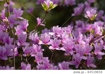 コバノミツバツツジの花 コバノミツバツツジの花 64519650
