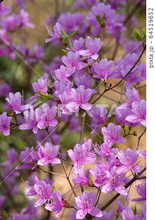 コバノミツバツツジの花 64519652