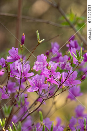 コバノミツバツツジの花 64519653