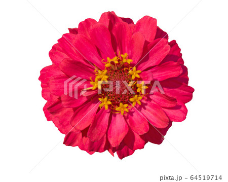 Pink Zinnia Isolated on White Background Pink Zinnia Isolated on White Background 64519714