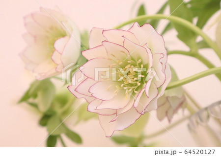 クリスマスローズ 64520127