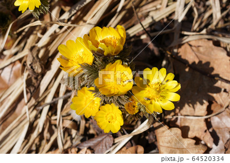 フクジュソウ 64520334