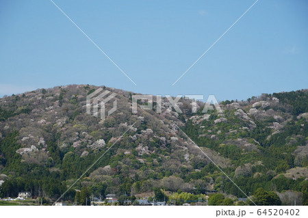 茨城県桜川市　青空を背景にした満開の山桜の里　高峯の風景 64520402