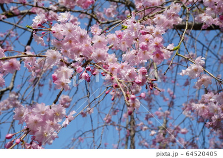 青空を背景にした茨城県桜川市の磯部桜川公園に咲くしだれ八重桜 64520405