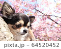 桜と犬 64520452