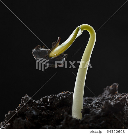 New life beginning from seed 64520608