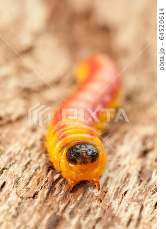 Whole cossus caterpillar en face Whole cossus caterpillar en face 64520614