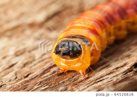 Cossus cossus on wood en face Cossus cossus on wood en face 64520616