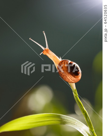 Snail on grass top 64520635