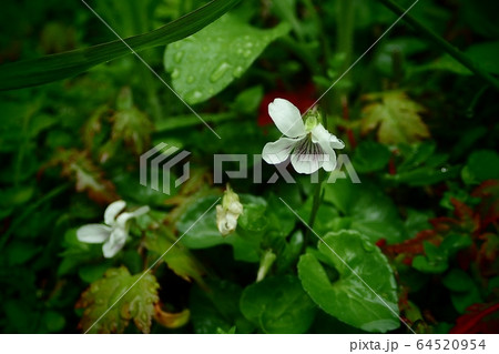 すみれ すみれ 64520954