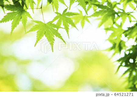 新緑のもみじ 新緑のもみじ 64521271