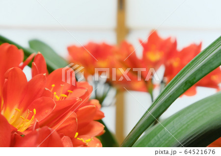 おしべが可愛い君子蘭の花の写真素材