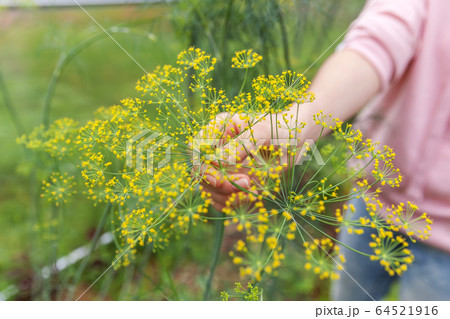 Gardening and agriculture concept. Female farm Gardening and agriculture concept. Female farm 64521916