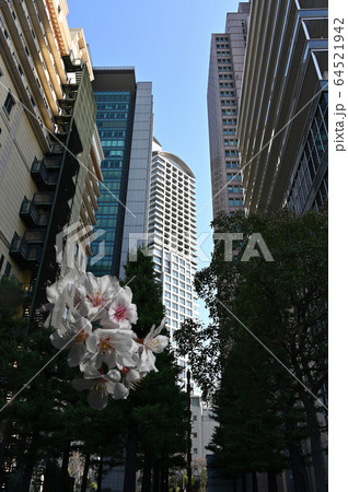 西梅田高層ビル街に咲く桜のイメージ 西梅田高層ビル街に咲く桜のイメージ 64521942