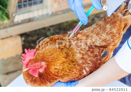 Veterinarian woman with syringe holding and 64522011