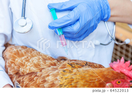 Veterinarian woman with syringe holding and 64522013