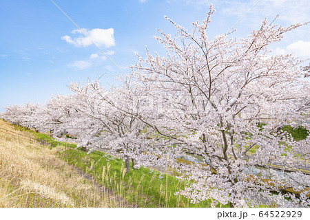 桜遊歩道公園の桜 (新潟市) 64522929