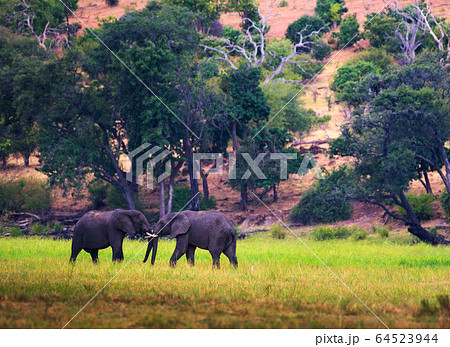 Two large elephants fighting in Chobe National Park, Botswana. 64523944