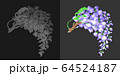 藤の花（黒背景） 64524187