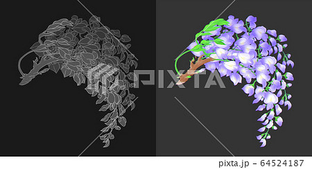 藤の花 黒背景 のイラスト素材