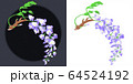 藤の花（一房） 64524192