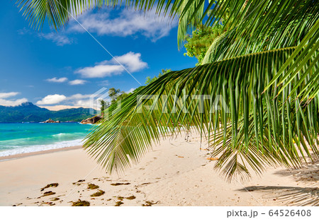 Beautiful Anse Soleil beach with palm tree at Beautiful Anse Soleil beach with palm tree at 64526408