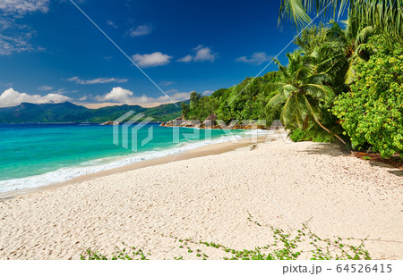 Beautiful Anse Soleil beach with palm tree at Beautiful Anse Soleil beach with palm tree at 64526415