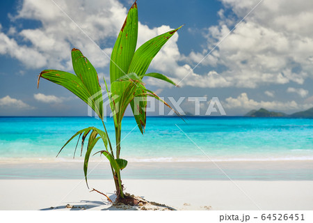 Palm tree growing from coconut on beautiful beach Palm tree growing from coconut on beautiful beach 64526451