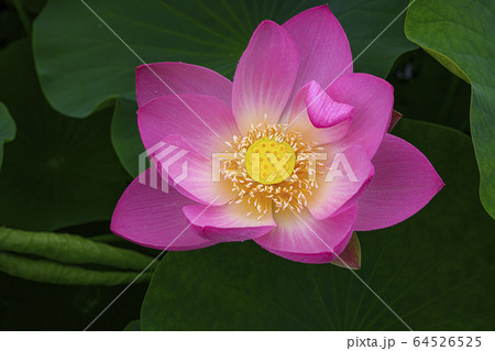 蓮の花 64526525